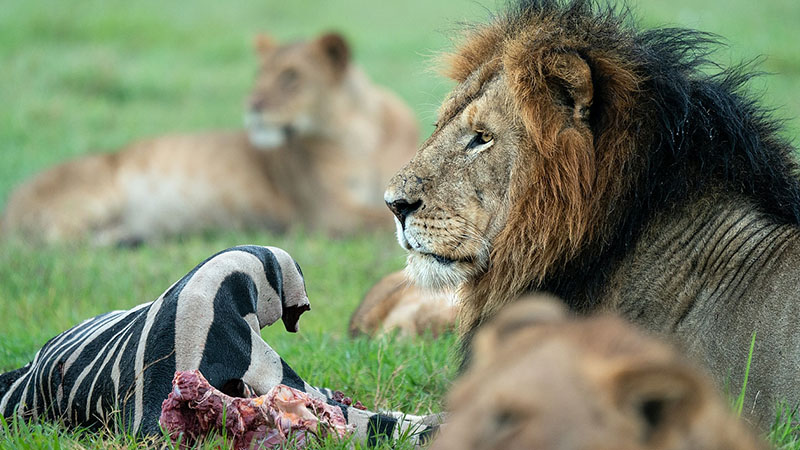 Masai Mara