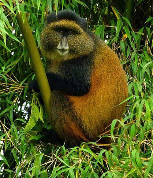 Rwanda